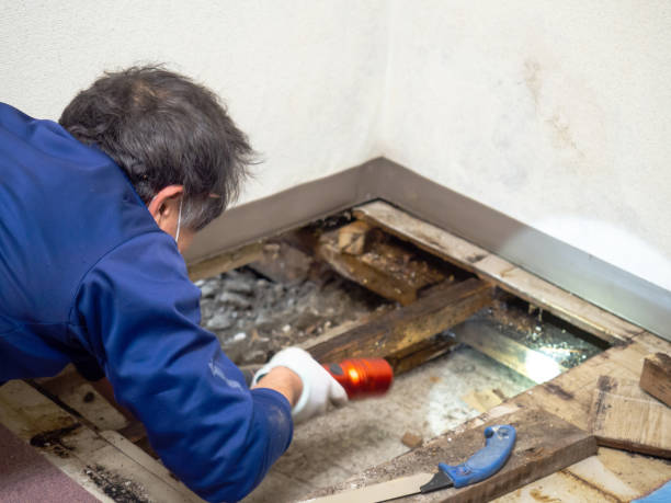 Best Certified Mold Removal  in Turlock, CA