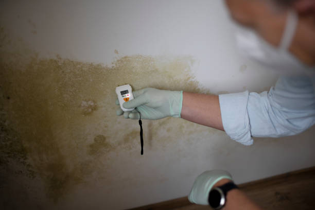 Best Residential Mold Removal  in Turlock, CA