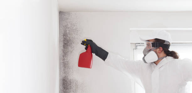 Best Commercial Mold Removal  in Turlock, CA