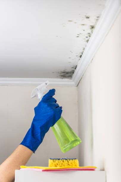 Best Black Mold Removal  in Turlock, CA